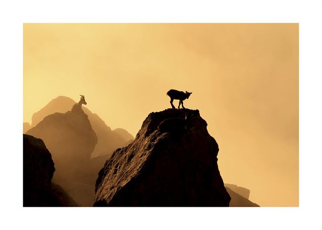 Bouquetins dans la brume - Lubin Godin