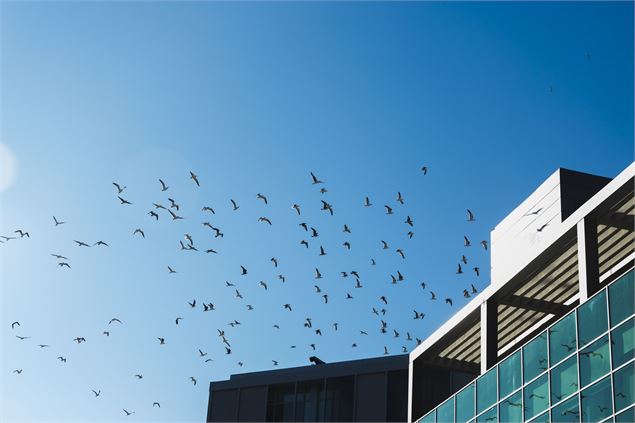 vol d'oiseau - Freepik