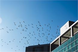 vol d'oiseau - Freepik