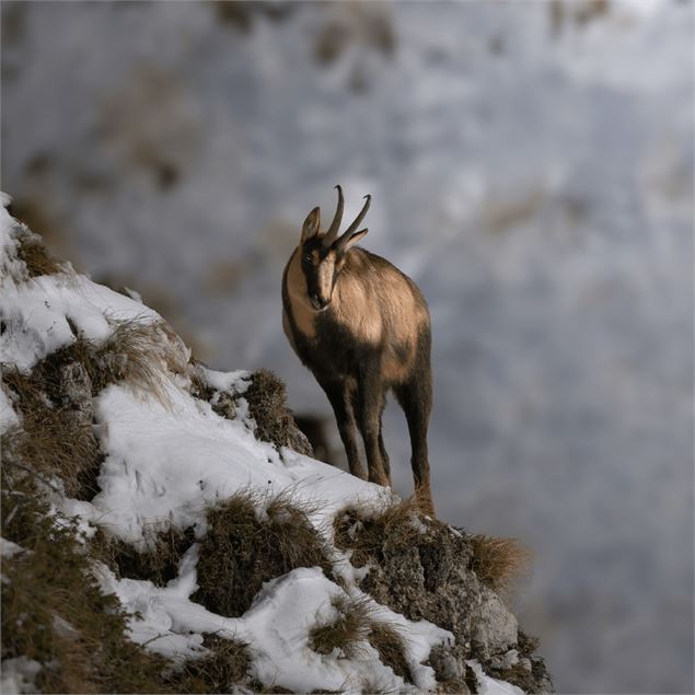 La Chasse au Dahu_Morzine - Libre de droit