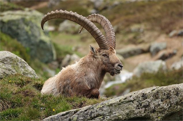 Ciné - Bouquetins_Passy