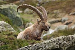 Ciné - Bouquetins_Passy