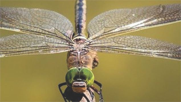 Atelier Altec (3-5 ans) - Découvre les insectes_Bourg-en-Bresse - Pixabay