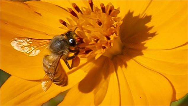 Atelier Altec (9-11 ans) - L'abeille à la loupe_Bourg-en-Bresse - Pexels