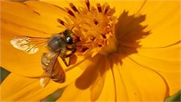 Atelier Altec (9-11 ans) - L'abeille à la loupe_Bourg-en-Bresse - Pexels