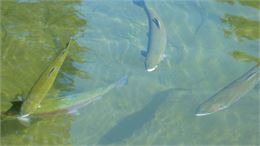 Safari truites_Rumilly