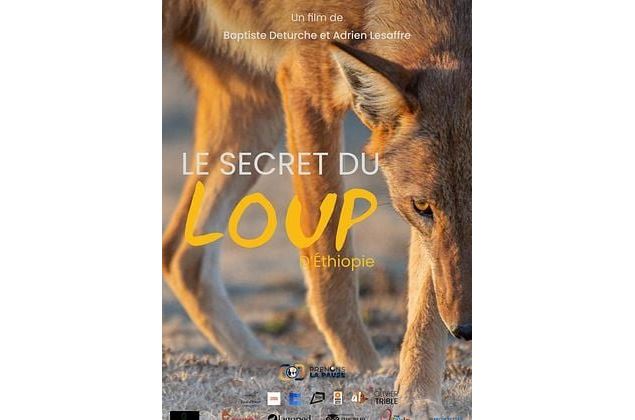 Cinéma: Le secret du loup d'Ethiopie_Cruseilles
