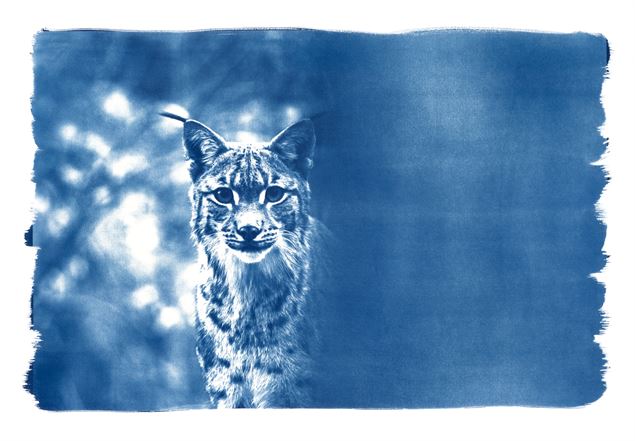 Exposition Fanny Zambaz - Cyanotypes des Alpes_Samoëns - Fanny Zambaz