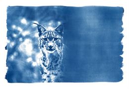 Exposition Fanny Zambaz - Cyanotypes des Alpes_Samoëns - Fanny Zambaz