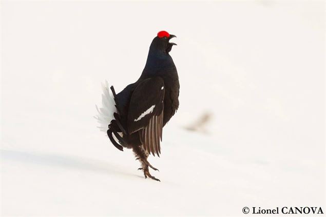 Tetras Lyre - Lionel Canova