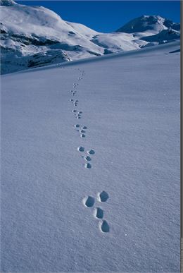 Traces de lièvre variable - Nicolas Bayard - Parc national de la Vanoise