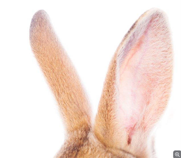 La chasse aux lapins crétins