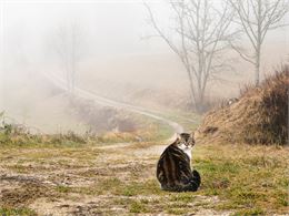 Photo - Marie Caredda