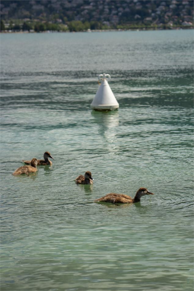 Sortie découverte  : Les oiseaux du lac d'Annecy_Annecy - Ville d'Annecy