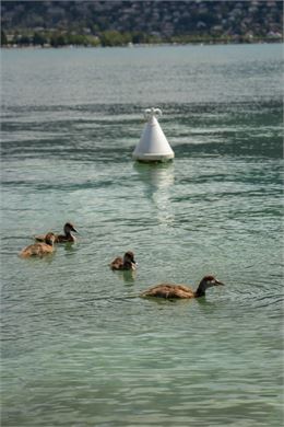 Atelier pratique : création d'un nichoir à oiseaux._Annecy - Ville d'Annecy