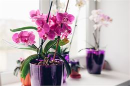 Atelier pratique : entretien de son orchidée_Annecy - Adobe Stock
