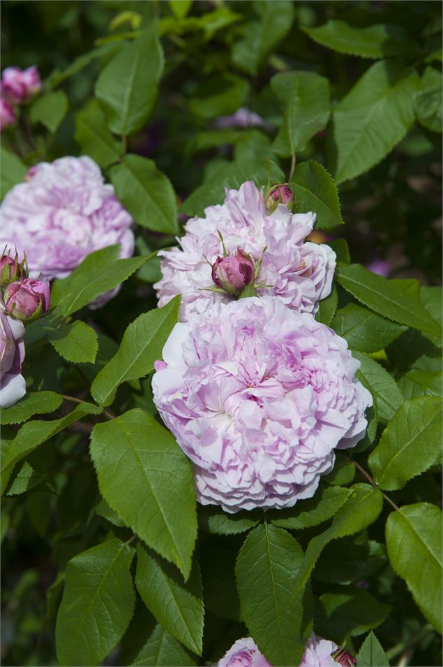 Atelier pratique : taille des rosiers_Annecy