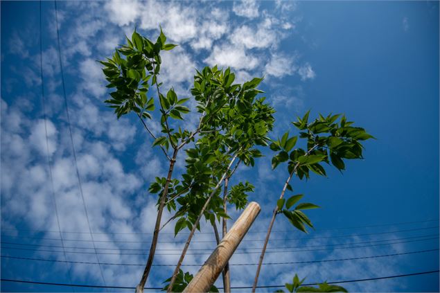 Atelier pratique : les arbres fruitiers_Annecy - Ville d'Annecy