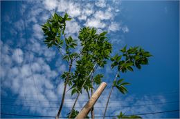 Atelier pratique : les arbres fruitiers_Annecy - Ville d'Annecy