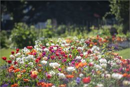 Atelier pratique : les semis_Annecy - Ville d'Annecy