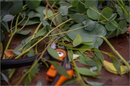 Atelier pratique : bouturage_Annecy - Ville d'Annecy