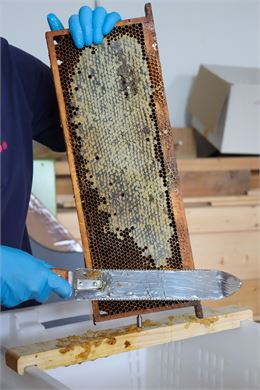 Atelier découverte : la miellée_Annecy - Ville d'Annecy