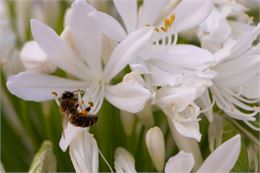 Atelier sur les insectes_Annecy - Ville d'Annecy