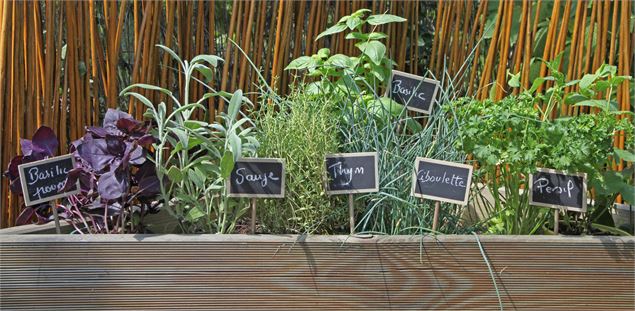 Atelier pratique : plantation d'une jardinière comestible_Annecy - Adobe Stock