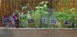 Atelier pratique : plantation d'une jardinière comestible_Annecy - Adobe Stock