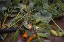 Chantier participatif : Les plantes invasives - Ville d'Annecy