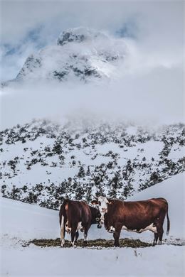 Veillée d'hiver : l'agriculture_Le Grand-Bornand - C. Chabod
