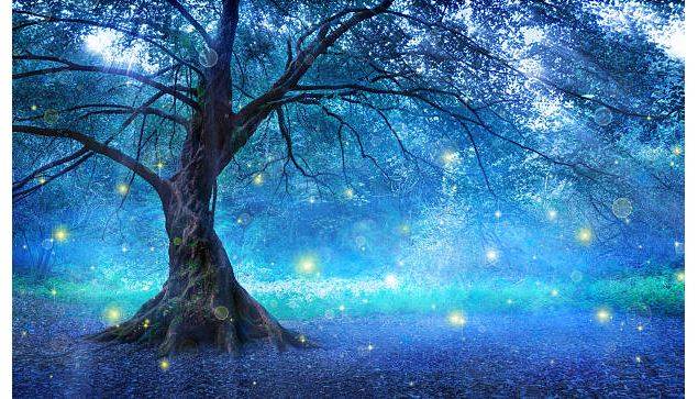 Photos lucioles - Association Lucioles