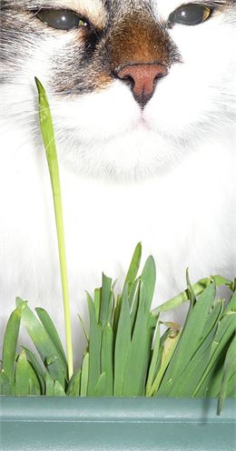 Séduction - © Magali Dougados