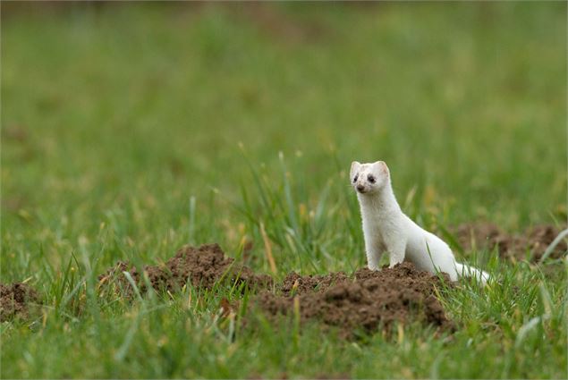 Animation nature - Johann ROSSET