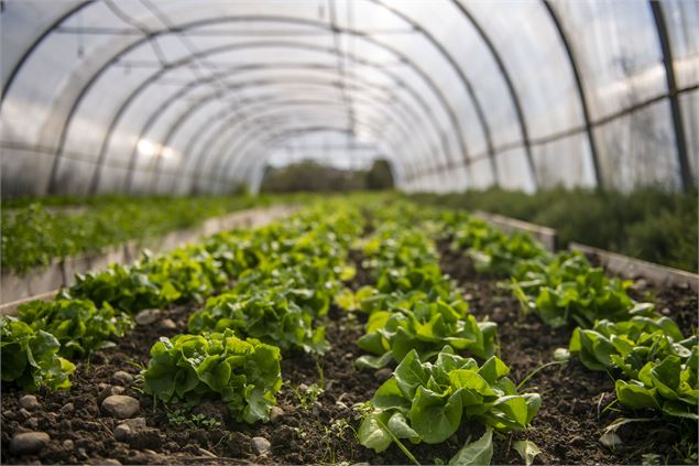 Atelier pratique : faire son jardin de A à Z_Annecy - Ville d'Annecy