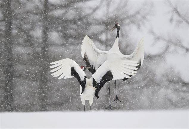 Exposition photo sur la faune sauvage japonaise_Morillon - Des bulles et des cimes/Jean-Luc Rebillet