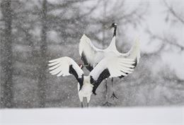 Exposition photo sur la faune sauvage japonaise_Morillon - Des bulles et des cimes/Jean-Luc Rebillet