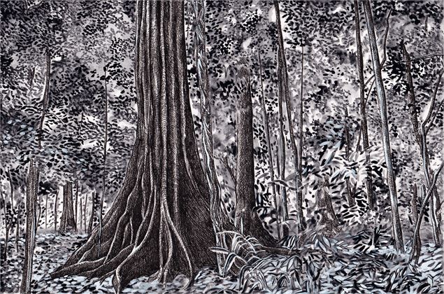 « Arbres-Mondes », dessin de la forêt du Corcovado, Costa Rica - ©CécilePalusinski et ElsaMroziewicz