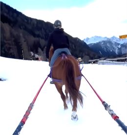 Vue de derrière d'un cheval qui tracte un skieur - Gemini IA