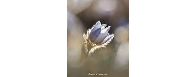 Conférence-diaporama « Le gypaète »_Hautecour - Manon Riccadonna