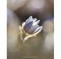 Conférence-diaporama « Le gypaète »_Hautecour - Manon Riccadonna