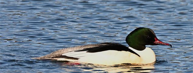 Activité enfant 4-7 ans / 8-13 ans : La  harle bièvre, un plongeur hors-pair ! au Marais de Lavours_