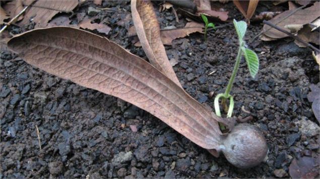 Feuille au sol - Canva