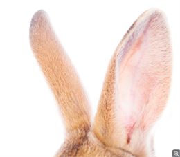 La chasse aux lapins crétins