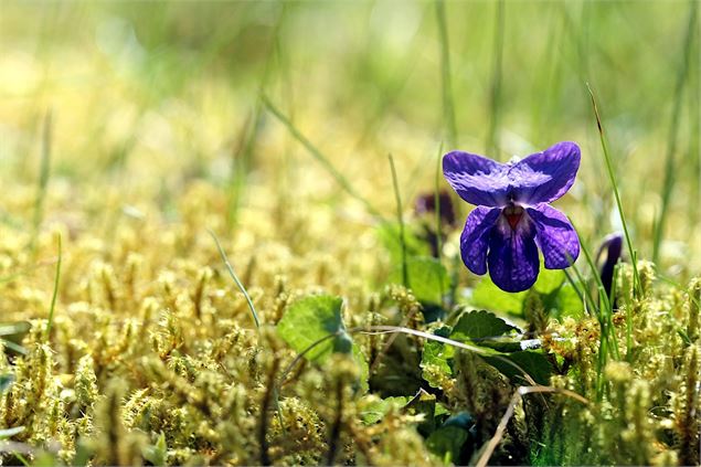 Sortie plantes sauvages et comestibles_Groslée-Saint-Benoit - Bugey Sud Actif