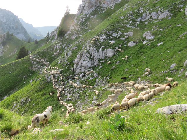 Conférence gesticulée 