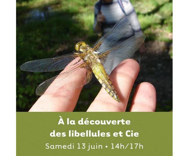 Sortie à la découverte des libellules et Cie_Murs-et-Gélignieux - Bugey Sud Actif