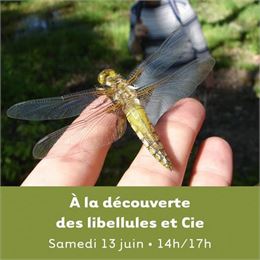 Sortie à la découverte des libellules et Cie_Murs-et-Gélignieux - Bugey Sud Actif