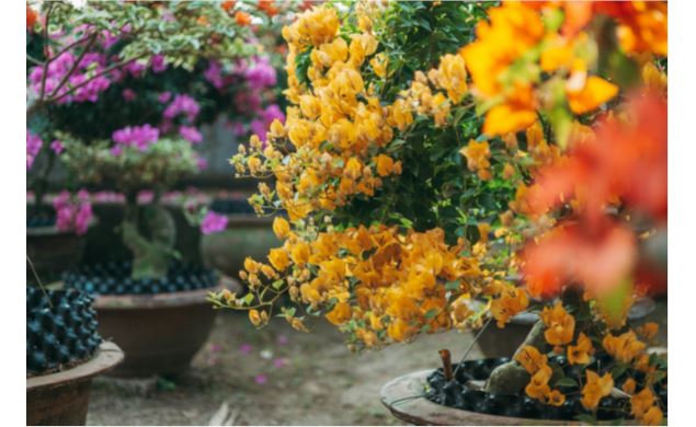 Plantes Automne - Karine Laboureau