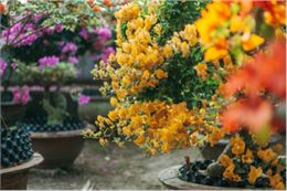 Plantes Automne - Karine Laboureau